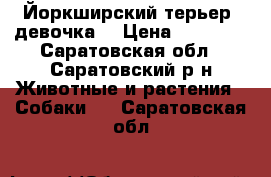 Йоркширский терьер (девочка) › Цена ­ 12 000 - Саратовская обл., Саратовский р-н Животные и растения » Собаки   . Саратовская обл.
